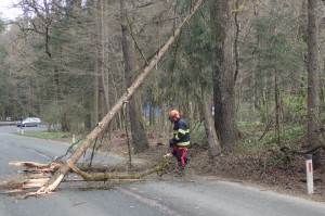 30.3.2016 Intervencija – Obviselo drevo na Brniški cesti
